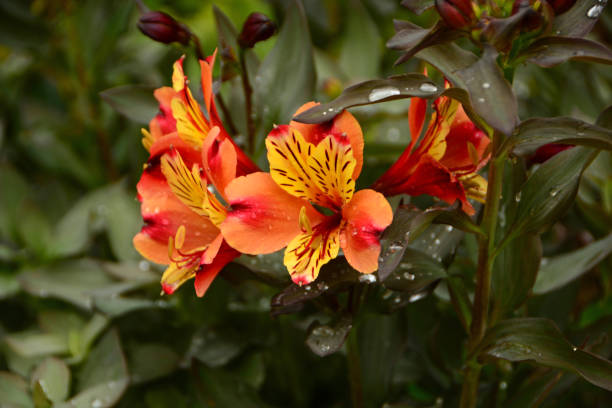 alstroemeria