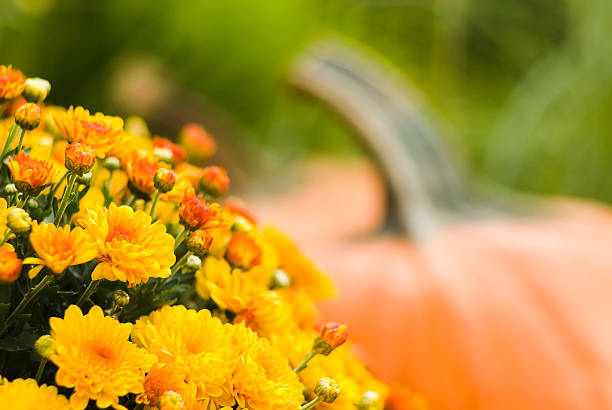 chrysanthemums flowers